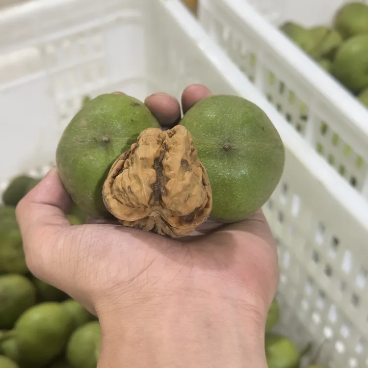蛤蟆头青皮 尺寸可选