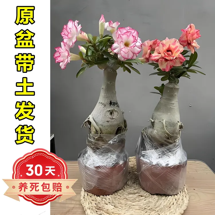 【品来春】嫁接多色老桩沙漠玫瑰四季开花盆栽重瓣多花型植物原盆土