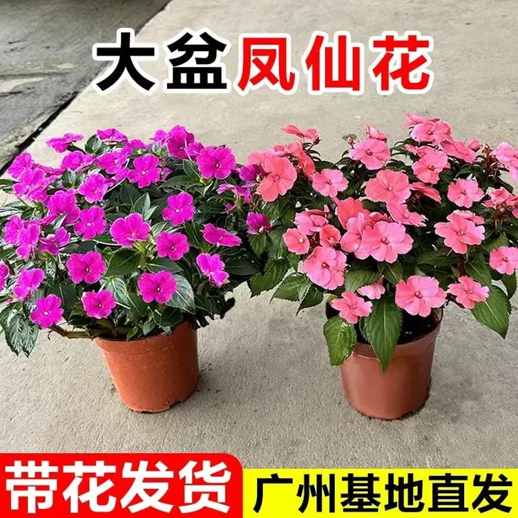 凤仙花盆栽大苗带花室内客厅花卉阳台庭院工程花苗四季开花绿植物