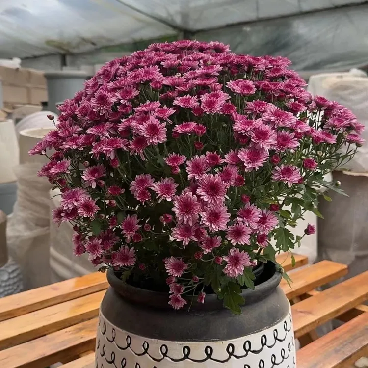 千头菊盆栽耐热耐寒多季开花适合庭院阳台养护