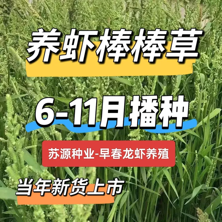 棒棒草菵草5月黄三月黄苦梗草适合养虾耐寒低温挺水草