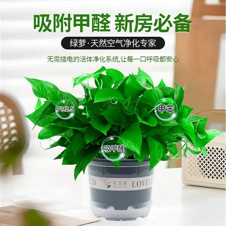 新疆西藏包邮绿萝盆栽室内吸除甲醛长藤垂吊绿箩新房水培花卉绿植