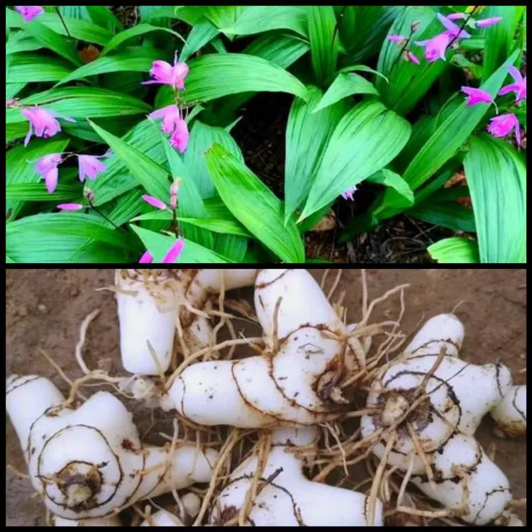 益通散正宗白芨无硫酸