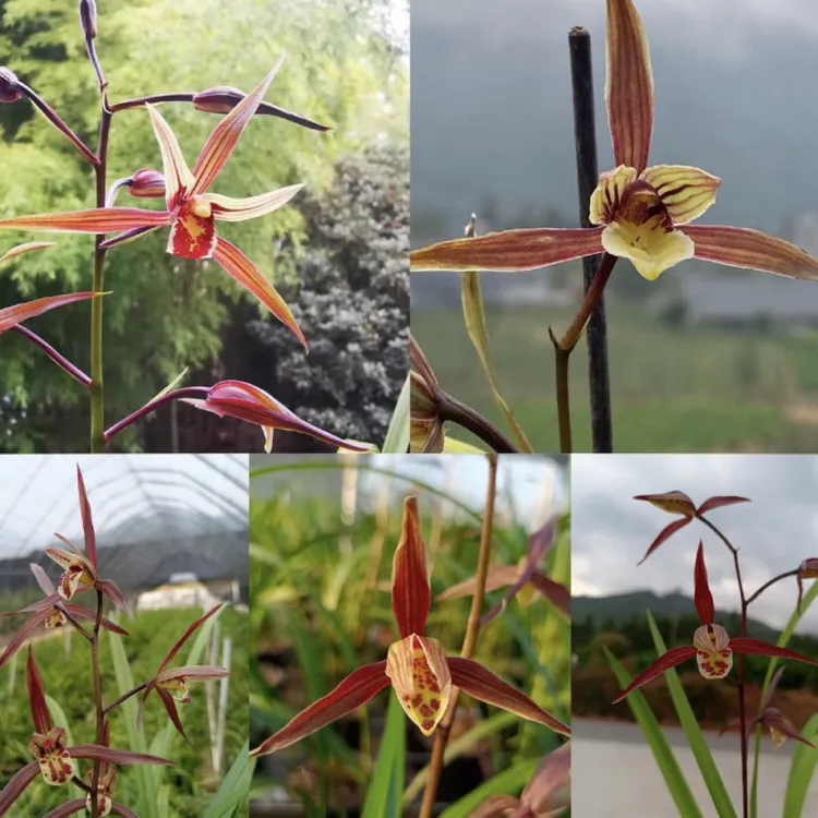 寒兰自然养殖兰花苗原生种，新品花色随机
