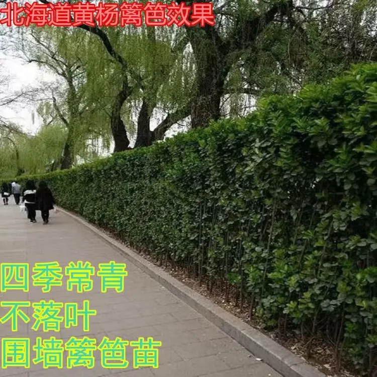 围墙绿篱耐旱北海道黄杨树苗大叶冬青苗四季常青篱笆树耐寒不落叶