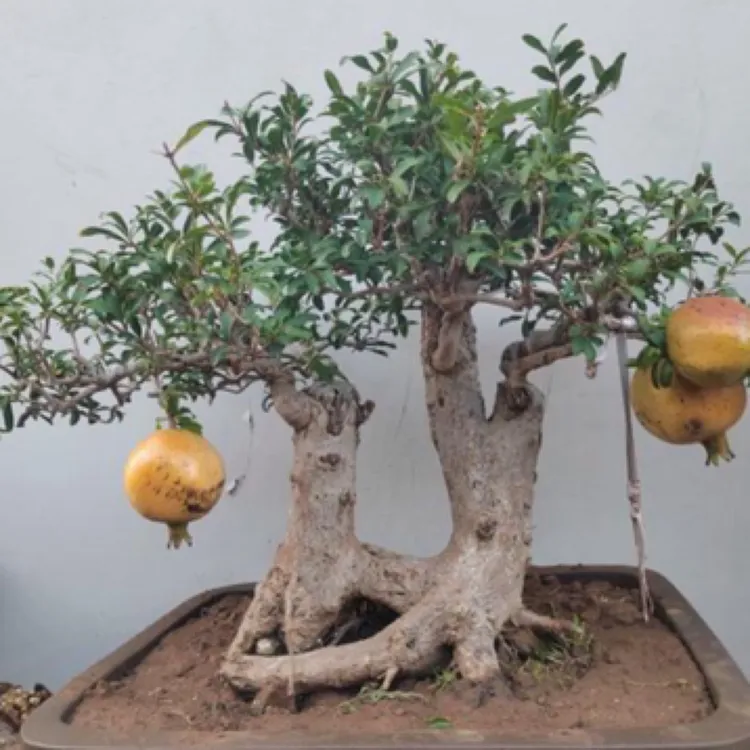 直播间盆栽一物一拍