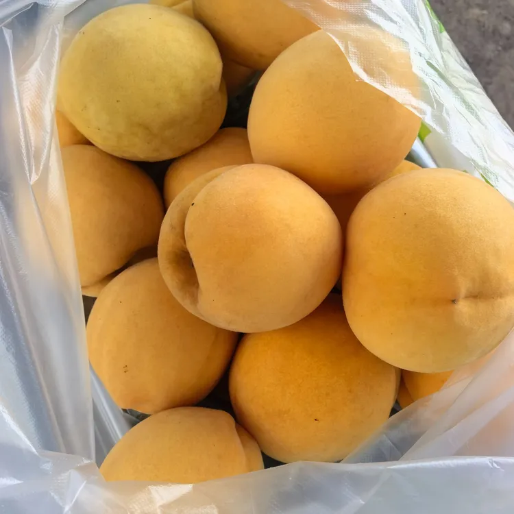 （顺丰包邮）黄桃新鲜水果现摘现发