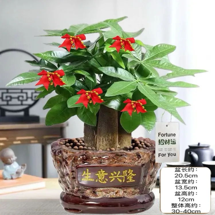 室内易养的发财树盆栽可摆放在办公室客厅桌面茶几的绿色植物