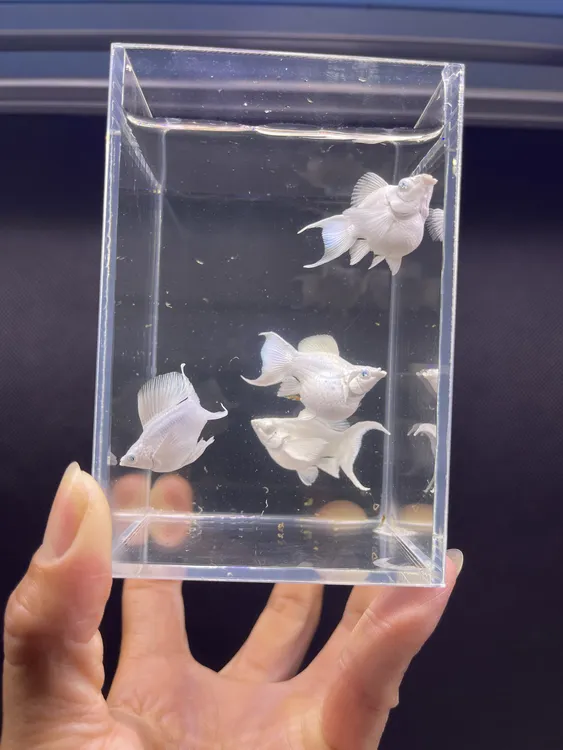 Molly鱼钻石眼瓷白玛丽球鱼【无开箱视频，不支持报损】