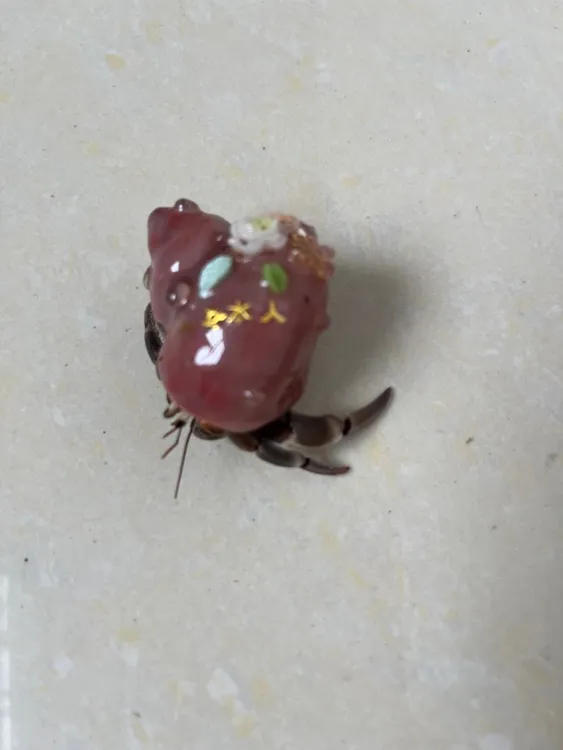 寄居蟹，2-3cm可爱桌面小宠物