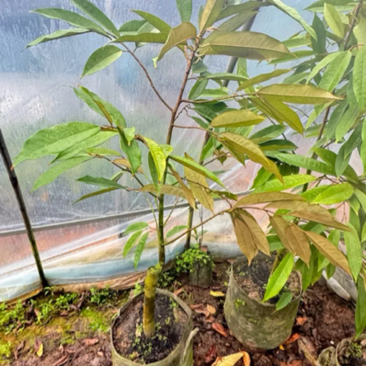 广西树苗金枕猫山王榴莲嫁接苗大苗泥土杯苗基地直发