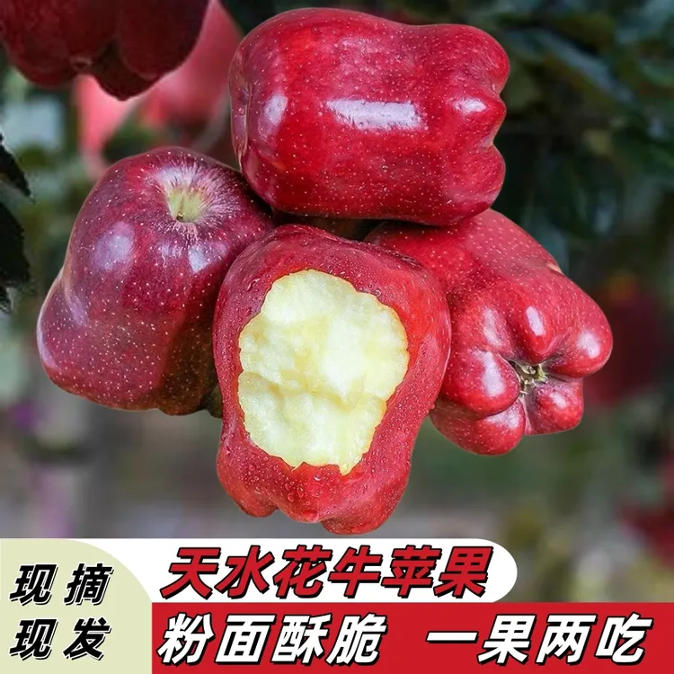 甘肃天水花牛苹果蛇果新果粉脆两吃当季水果现摘现发可做宝宝辅食