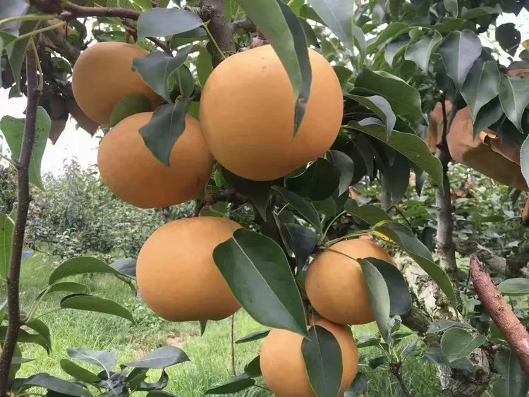 【顺丰包邮】清远孔雀山庄新鲜现摘台湾宝岛甘露梨清爽脆甜