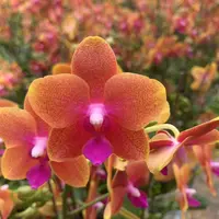 蝴蝶兰【香恋博格利】2.8寸杯全花发货