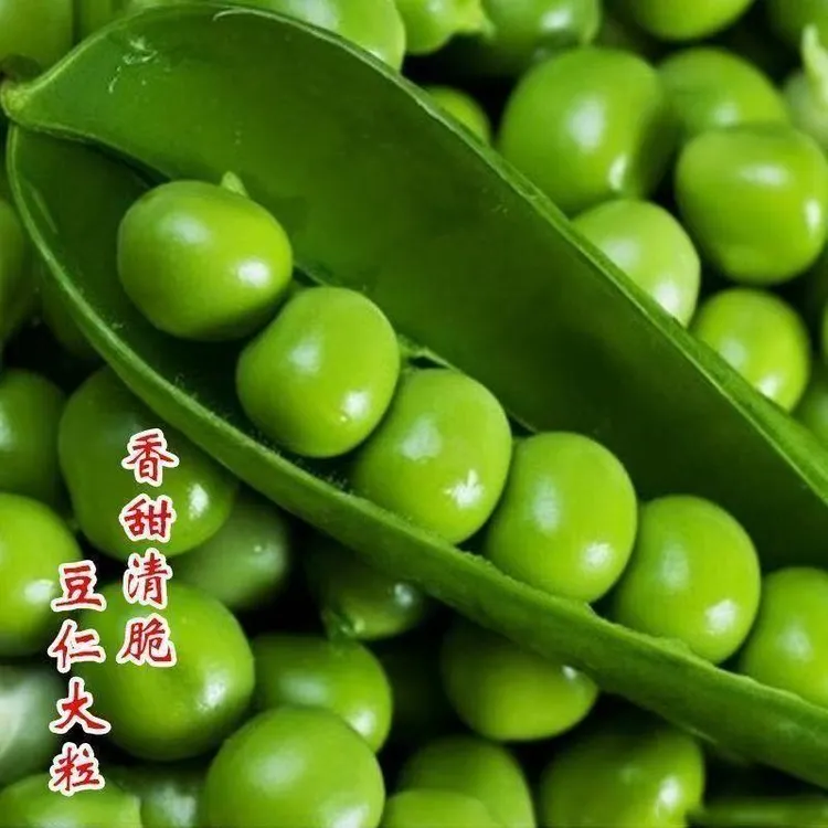 【水果脆甜豌豆种子】春秋四季蔬菜种子