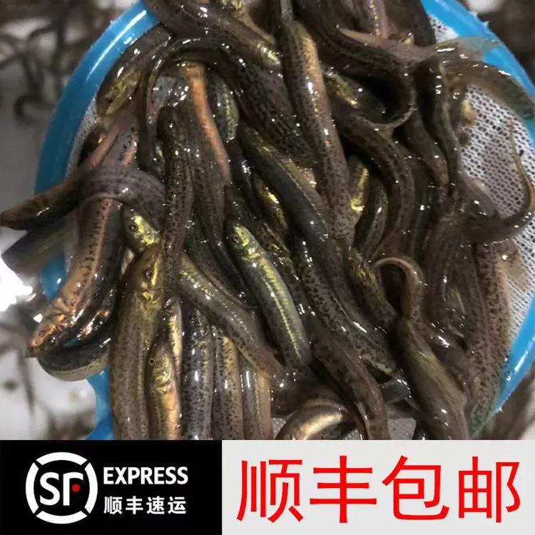 鲜活泥鳅苗青鳅养殖喂宠钓鱼乌龟龙鱼饲料顺丰包邮