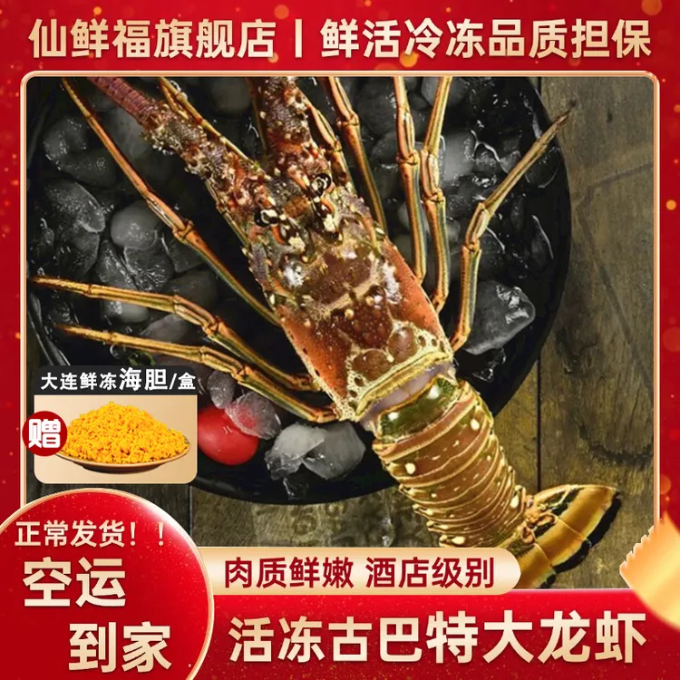 【古巴特大龙虾2斤起/只】鲜活冷冻花龙虾青龙活冻水产海鲜小蜜蜂