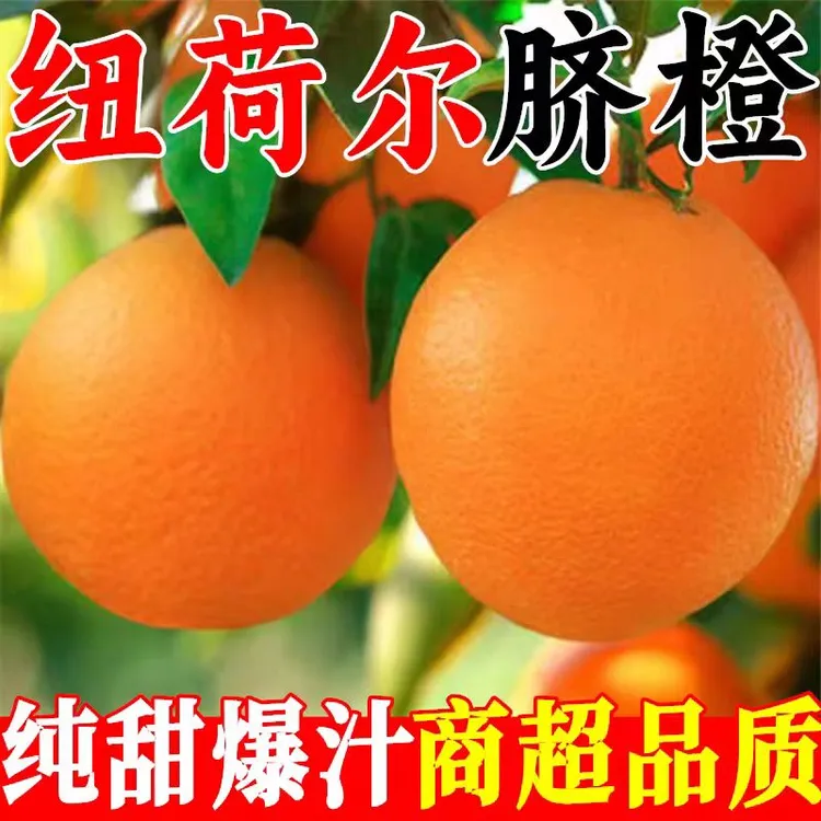 【坏果包赔】高山纽荷尔脐橙现摘新鲜橙子水果冰糖甜橙9斤孕妇水果