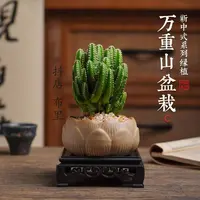【带盆带底座】万重山仙人掌室内盆栽绿植耐旱植物桌面装饰吸甲醛