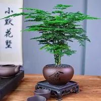 文竹盆栽室内花卉四季常青好养活办公室桌面小绿植