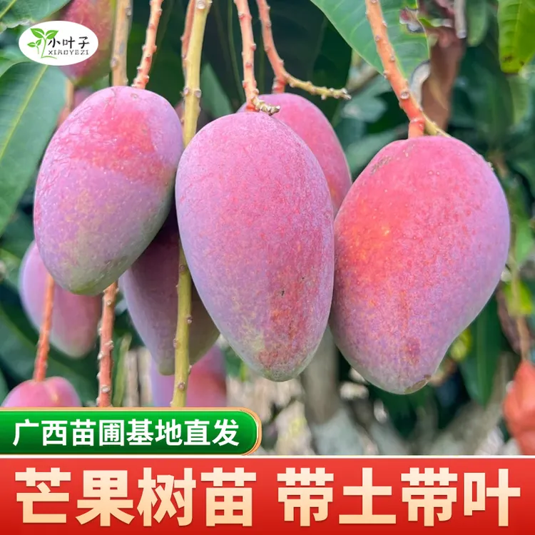 中秋双11芒果苗嫁接金煌芒桂七凯特果树苗盆栽果树树苗