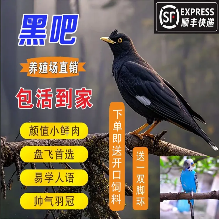 雏鸟小黑巴鹦鹉宠物活体（广东省可拍）
