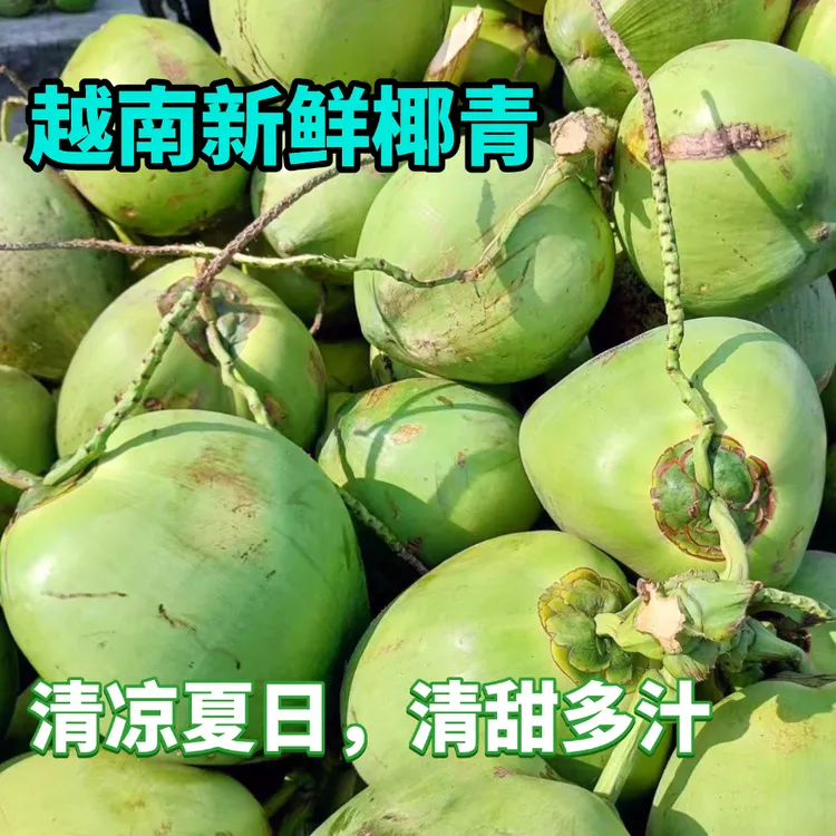 正宗越南青皮椰子新鲜清甜多汁产地直采云南发货椰皇