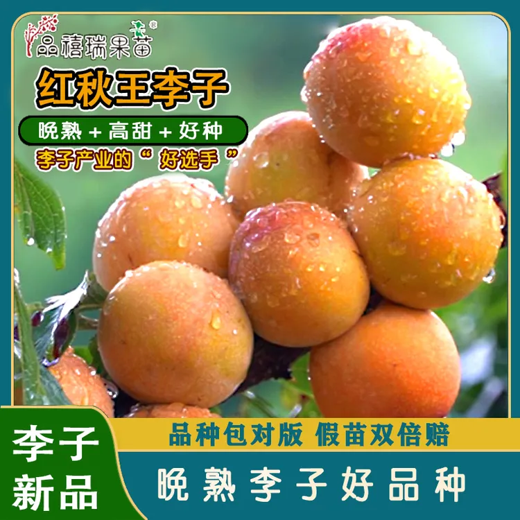 红秋王李苗/晚熟高甜丰产型李子好品种/果形美观口感好