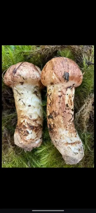 高原野生松茸，来自雅江松茸，小金松茸一手发货