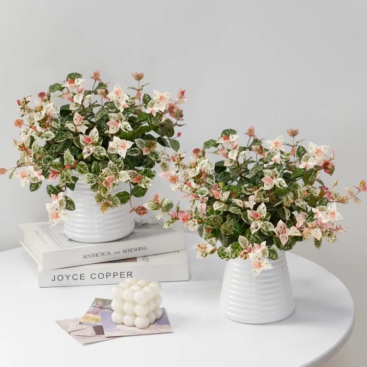 【花伴水】花叶络石绿植盆栽室内外可造景好养活植物