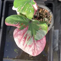 18-0924泰国发货紫罗兰