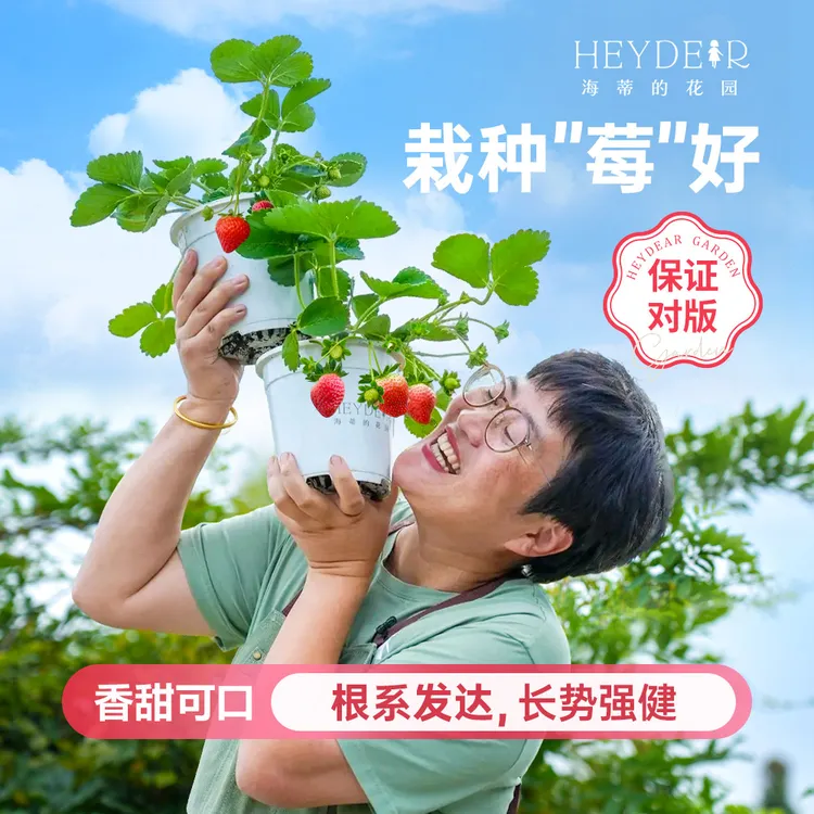 海蒂的花园草莓水果果苗盆栽地栽庭院阳台食用结果室外植物盆栽苗