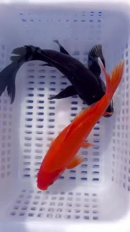 【17-20厘米红黄黑白】冷水淡水观赏鱼锦鲤草金皮实抗造好养