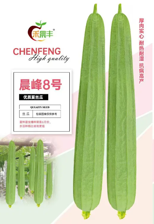 晨峰8号小花点丝瓜种子耐热耐病毒高产品种