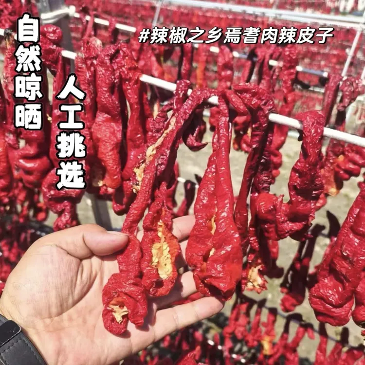 新疆焉耆辣皮子25年8月产自然晾晒皮薄肉厚香而不辣调料干辣椒
