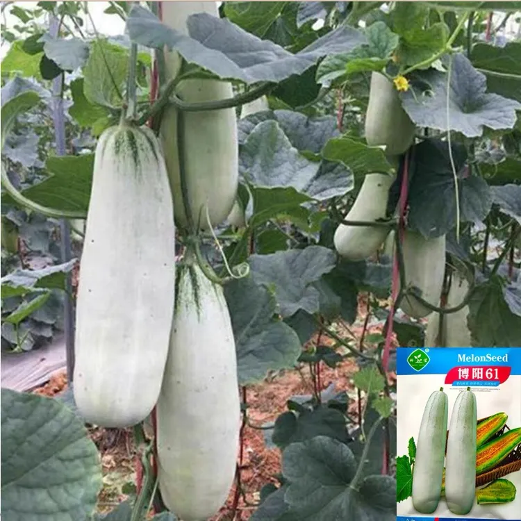 正品原装博洋61甜瓜羊角脆羊角蜜薄皮甜脆香瓜种子杂交品种