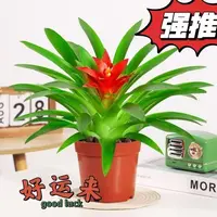 小红星鸿运当头盆景室内植物红花卉盆栽绿植凤梨阳台办公客厅珊