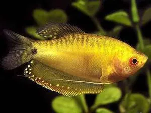 热带观赏曼龙鱼五彩丽丽珍珠马甲好养耐活小型钻石淡水鱼冷水鱼