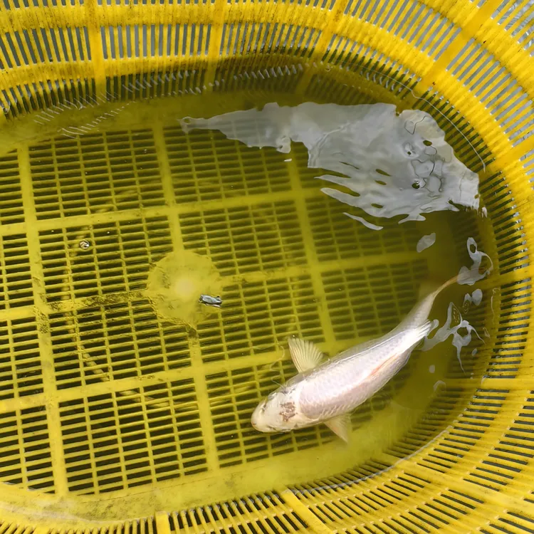 纯种蝴蝶鲤观赏鱼冷水鱼好养耐活