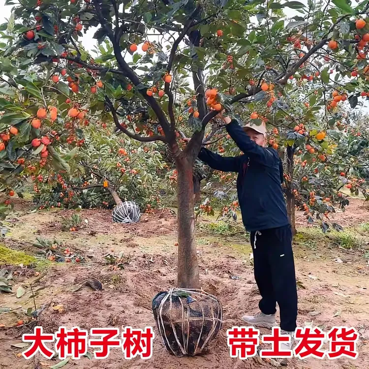 巧克力柿子树苗嫁接黑柿苗脆甜庭院盆栽北南方种植当年结果果树苗