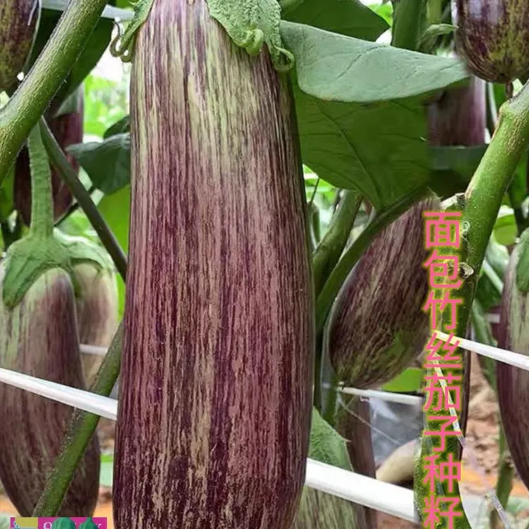 面包茄子种子竹丝长茄耐热味甜新品花茄种高产抗病春秋家庭蔬菜籽