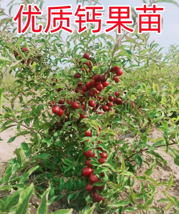 山西农大钙果苗欧李苗耐寒耐旱南北方种植保湿邮寄