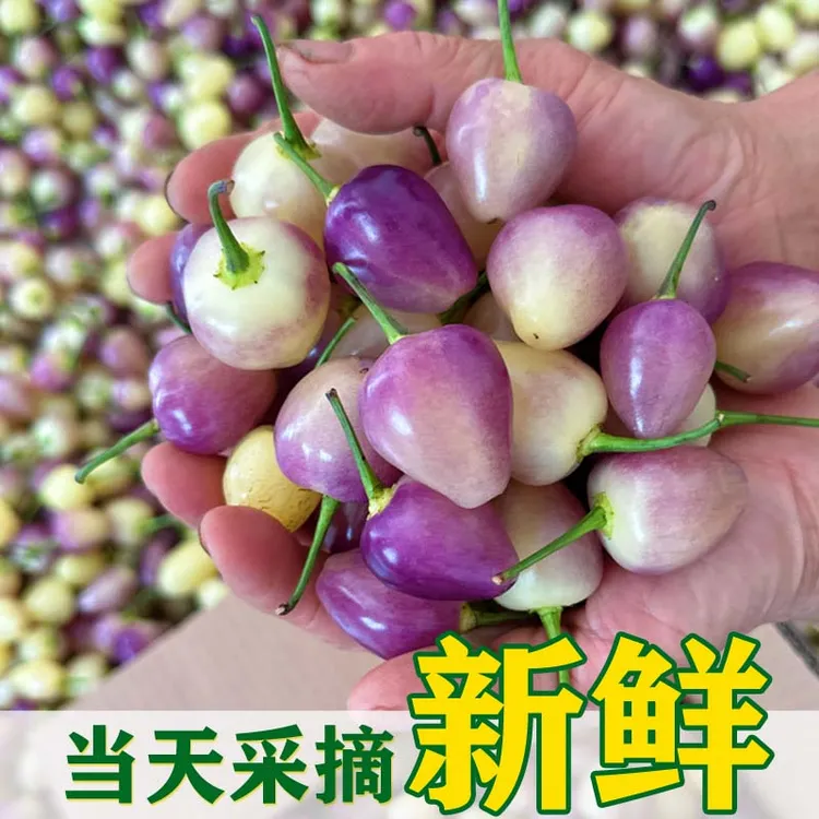 广西桂林七彩椒五彩辣椒泡椒新鲜现摘灯笼椒1斤3斤5斤9斤高山辣椒