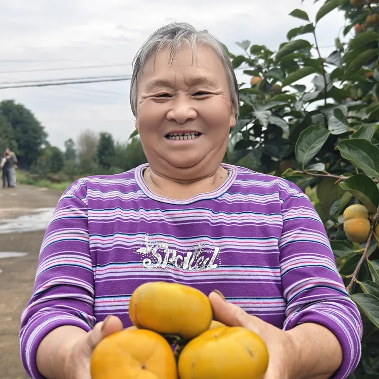 四川苍溪本地脆柿硬吃冰糖心不涩口新鲜采摘顺丰包邮