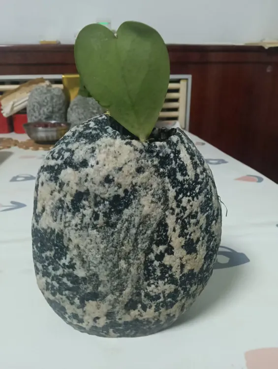 平安石花盆直播间