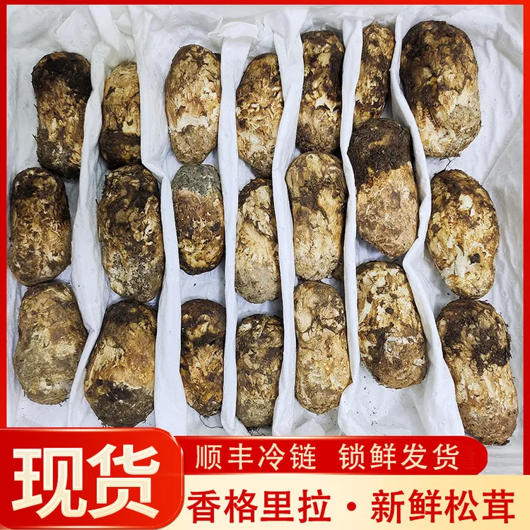 【4-6cm】正宗云南香格里拉鲜松茸新鲜美味顺丰包邮源头批发