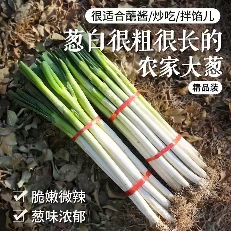 山东正宗新鲜铁杆大葱甜脆多汁产地直发