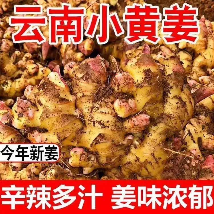云南小黄姜现挖嫩姜生姜辛辣小黄姜现挖现发3斤5斤批发