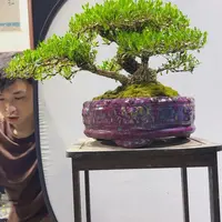 黄杨盆景四季常青
