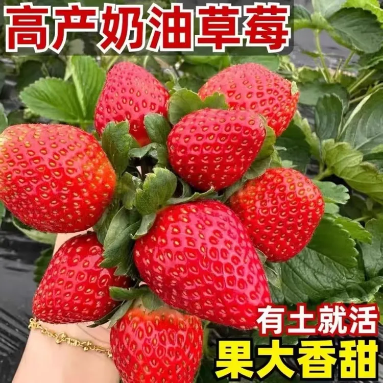 四季红颜草莓种子盆栽阳台菜园种植奶油红草莓当年结果高产开花